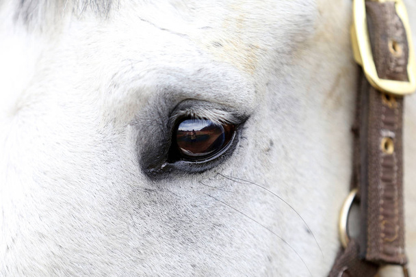 Vista lateral media foto facial de un caballo gris ojo izquierdo que me refleja el fotógrafo
 - Foto, imagen