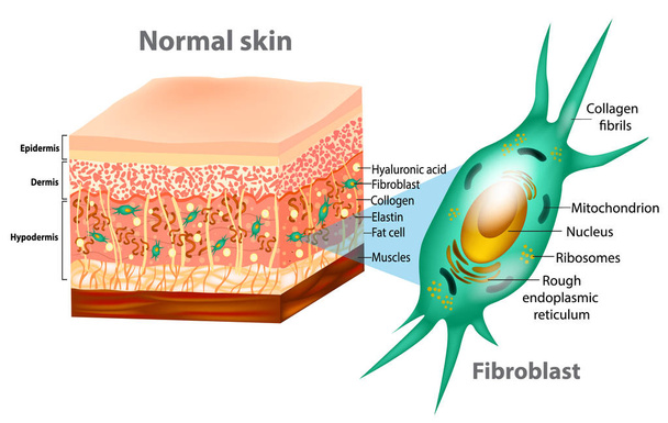 Фибробласт и структура кожи человека (мышцы, жировые клетки, гиалуроновая кислота, эластин, коллаген, фибробласт
).  - Вектор,изображение