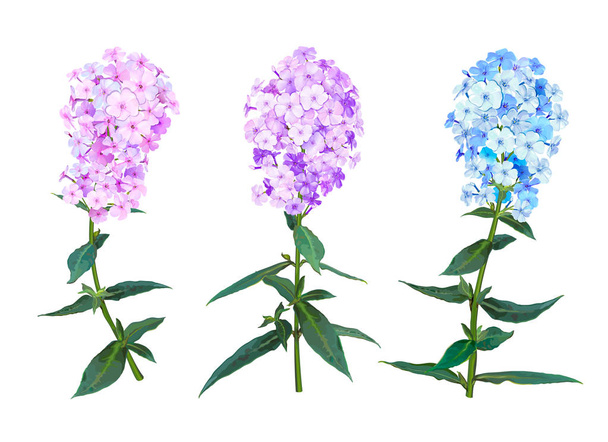 Phlox tavaszi virágok - Vektor, kép