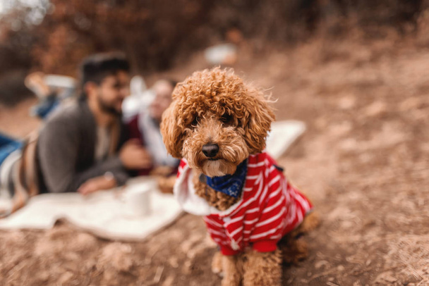 Apricot poodle sitting on ground. In background couple lying on blanket. Autumn time. - Zdjęcie, obraz