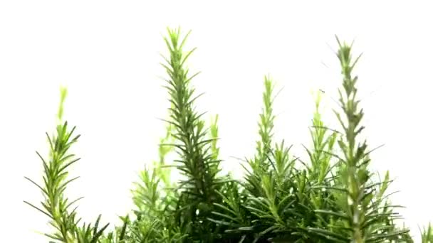 Mediterranean herbs on a turn table - Footage, Video