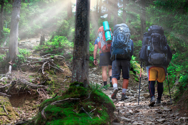 back view of male hiker with backpack walking in forest - Photo, Image