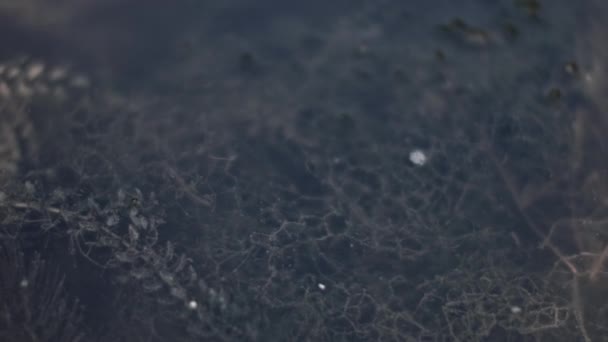 closeup view of seaweed video shoot - Felvétel, videó