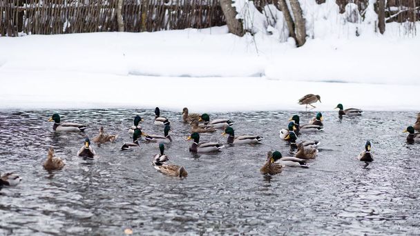 Rosja, Tatarstan, Kazan. Zimowania dzikich kaczek na jeziorze Blue, która nigdy nie zamarza w zimie - Zdjęcie, obraz