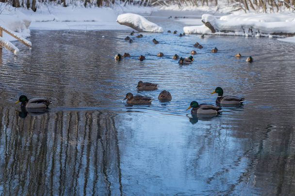 Rosja, Tatarstan, Kazan. Zimowania dzikich kaczek na jeziorze Blue, która nigdy nie zamarza w zimie - Zdjęcie, obraz