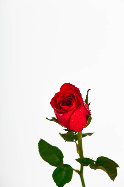 rose rouge isolée sur fond blanc - Image
 - Photo, image