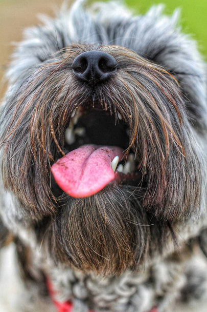 A close up of the head of a very hairy dog with its mouth wide open and its tongue sticking out showing its teeth with copy space - Photo, Image
