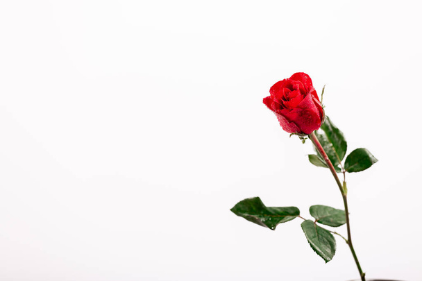 red rose isolated on white background - Image - Φωτογραφία, εικόνα
