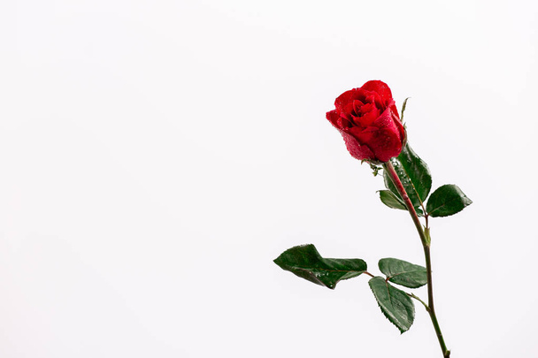red rose isolated on white background - Image - Fotó, kép