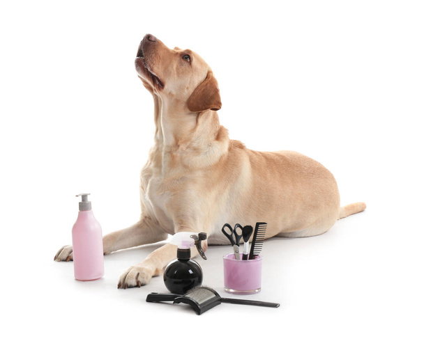 Милий пес лабрадор ретрівер і набір для стрижка на білий фон - Фото, зображення