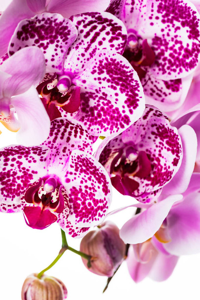 Flores de orquídea púrpura. Macro. Enfoque selectivo
. - Foto, Imagen
