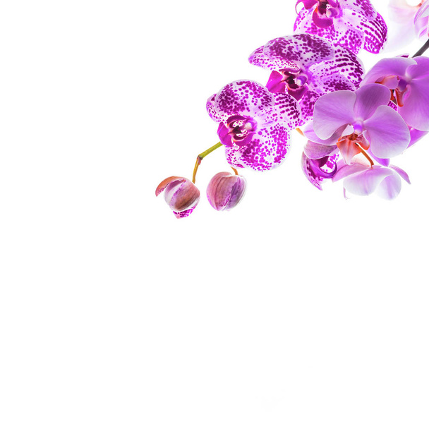 Orchid Flowers Isolated on White Background with Copy Space. Selective focus. - Foto, immagini