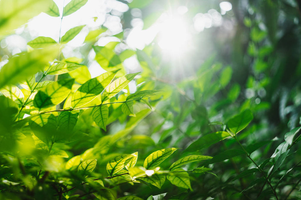 Zelené listí se slunečníky v zahradě. - Fotografie, Obrázek