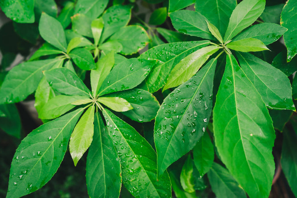 Creative green leaves with water drop. - Fotó, kép