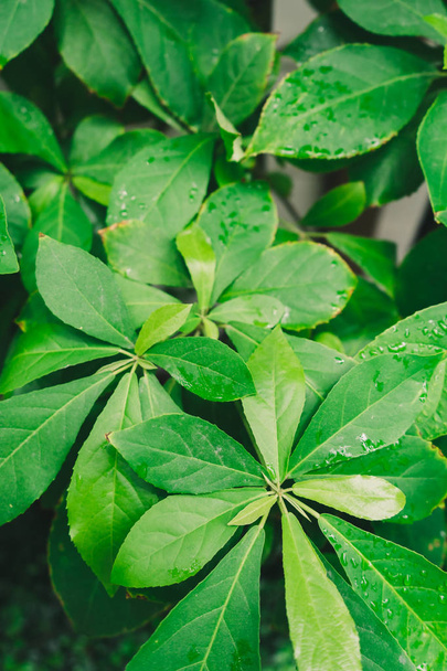Creatief groen blad met waterdruppel. - Foto, afbeelding