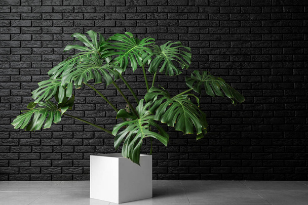 Большое растение Монстера возле темной кирпичной стены
 - Фото, изображение