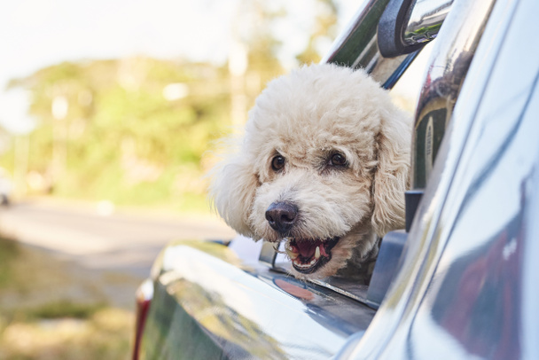 Cute poodle dog in car  - Photo, Image