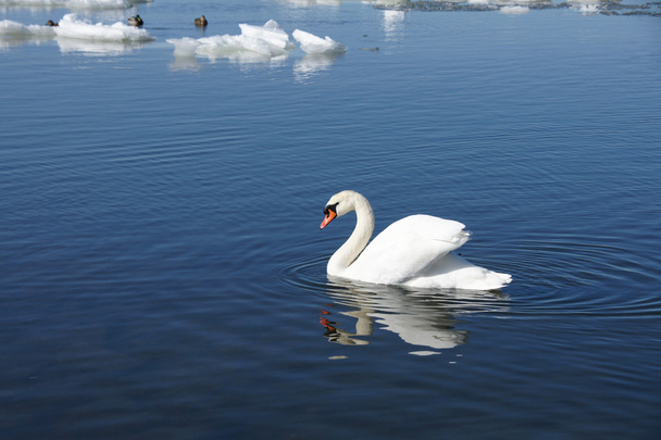 Белый лебедь
 - Фото, изображение