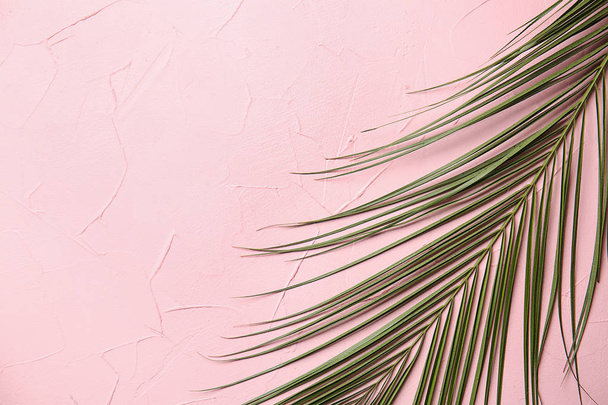 Renkli arka planı yeşil palmiye yaprağı - Fotoğraf, Görsel