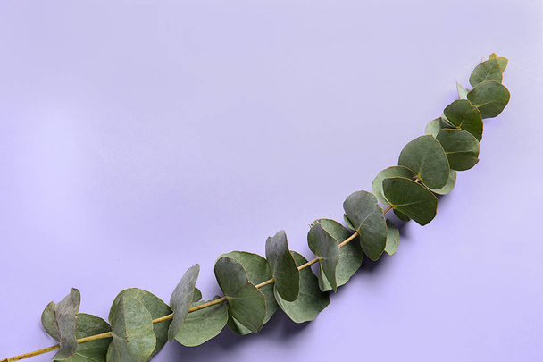 Green eucalyptus branch on color background - Photo, Image