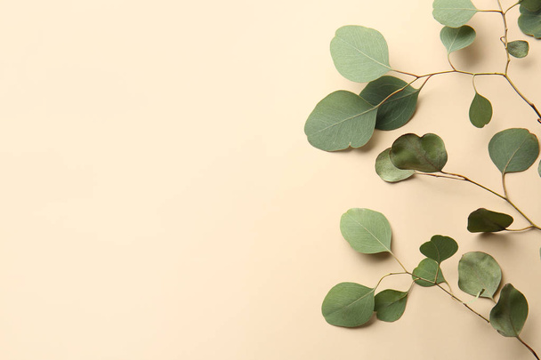 Grüne Eukalyptuszweige auf farbigem Hintergrund - Foto, Bild