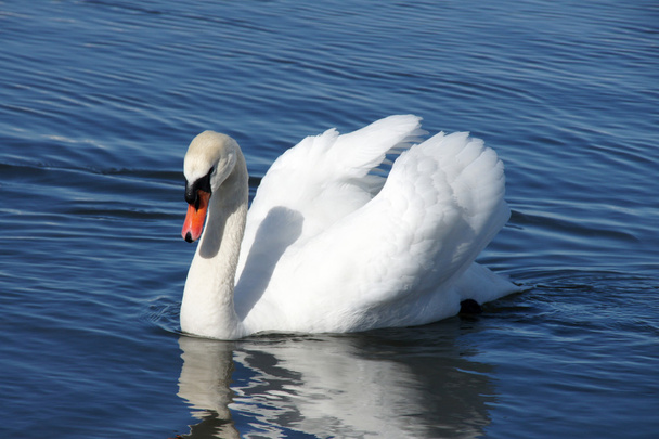 Cisne blanco y agua
 - Foto, Imagen