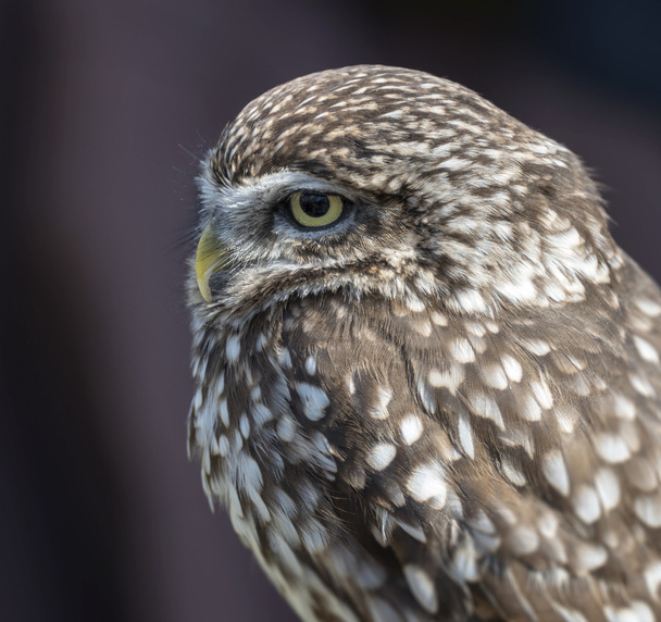 small screech owl - Foto, Bild