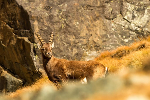 Alpine Ibex, Capra ibex, with autumn grass and rocks in background, National Park Gran Paradiso, Italy. Autumn in the mountain. Mammal on the rock, herbivorous - 写真・画像