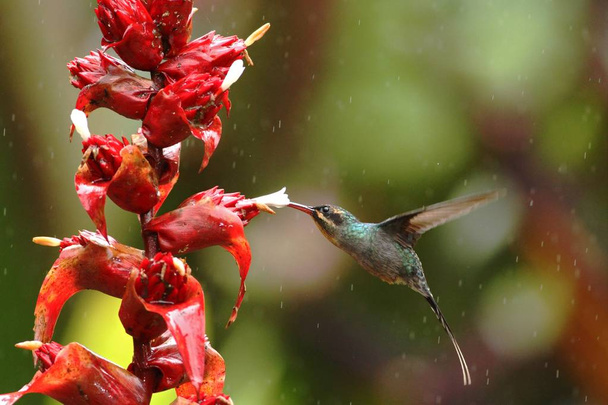 Yeşil ermiş, Phaethornis adam, kırmızı çiçek Bahçe, dağ tropikal orman, Kosta Rika, sinek kuşu yağmur altında uçan kuştan yanındaki gezinip, doğal yaşam, güzel kuş - Fotoğraf, Görsel
