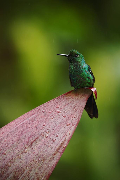 まま、止まったままに山熱帯林、パナマでは、鳥から鳥に座って緑戴冠、華麗な Heliodoxa jacula クリア緑の背景、自然環境、野生で休憩ハチドリ - 写真・画像