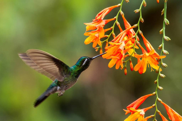 Violetti kurkku Mountaingem, Lampornis calolaemus, leijuu vieressä oranssi kukka, lintu vuori trooppinen metsä, Waterfall Gardens La Paz, Costa Rica, kaunis kolibri imee nektaria kukasta
 - Valokuva, kuva