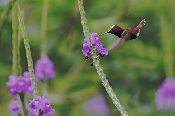 雪化粧、紫色の花、鳥山熱帯林、コスタリカ共和国の自然の生息地から飛んで次へ、美しい小さな流行ハミングバード、自然、空飛ぶ宝石、ホワイト ヘッドを持つユニークな鳥からのシーン - 写真・画像
