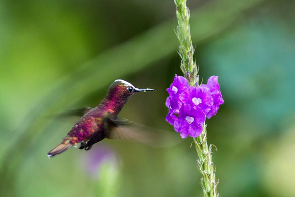 雪化粧、紫色の花、鳥山熱帯林、コスタリカ共和国の自然の生息地から飛んで次へ、美しい小さな流行ハミングバード、自然、空飛ぶ宝石、ホワイト ヘッドを持つユニークな鳥からのシーン - 写真・画像