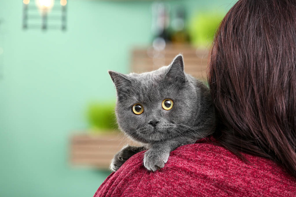 Cute British shorthair cat with owner at home - Photo, Image