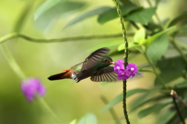 Rode-tailed Hummingbird zweven naast violette bloemen in Tuin, vogel van de berg tropisch woud, Costa Rica, natuurlijke habitat, mooie kolibrie, wildlife, natuur, vliegen gem, duidelijke achtergrond - Foto, afbeelding