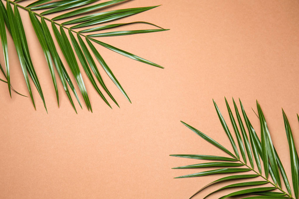 Tropical palm leaves on color background - Photo, Image