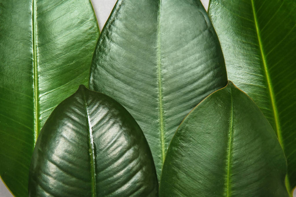 Green tropical leaves as background - Photo, Image
