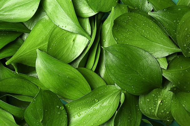 Green tropical leaves with water drops as background - Photo, Image