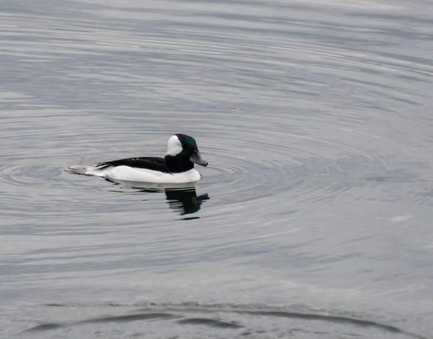 A picture of a Bufflehead Duck swimming on the Reservoir in Central Park - Photo, Image