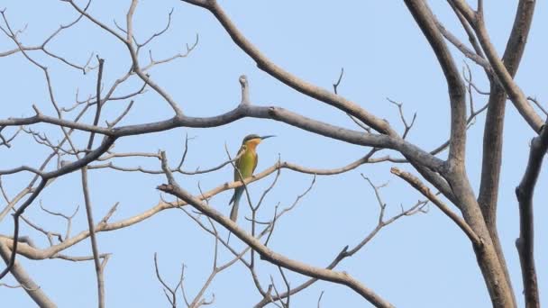 Blue-tailed bee-eater bird (Merops philippinus) on branch in tropical rain forest. - Footage, Video