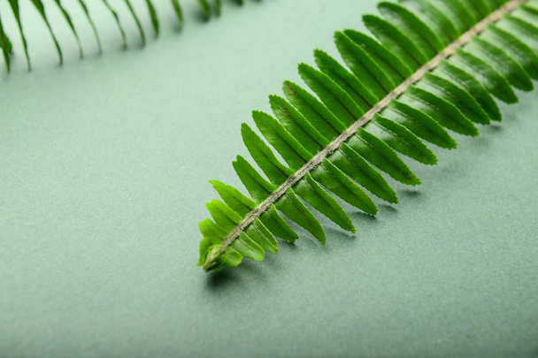 Зеленый тропический лист на цветном фоне, крупный план
 - Фото, изображение