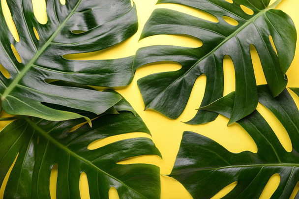 Folhas tropicais verdes no fundo da cor
 - Foto, Imagem
