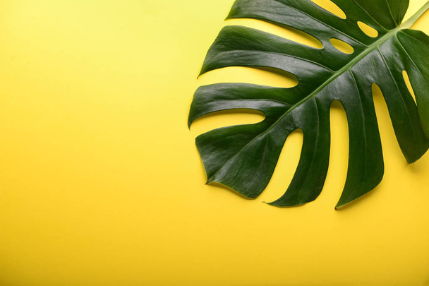 Green tropical leaf on color background - 写真・画像