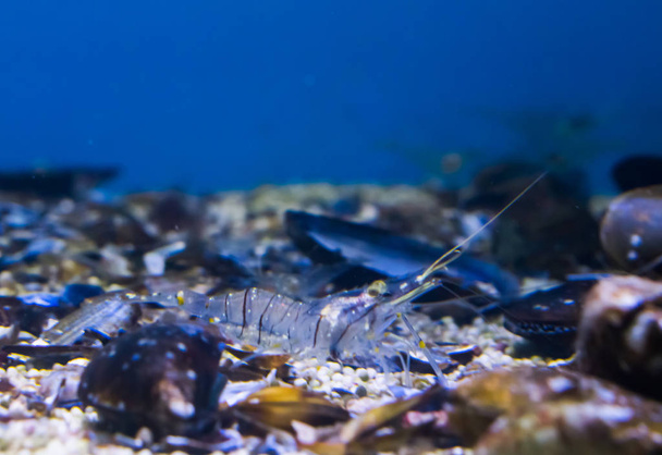 macro closeup of a common prawn walking over the bottom - Photo, Image