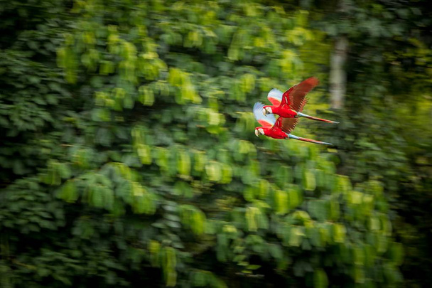 Красный попугай в полете. Летит ара, зеленая растительность на заднем плане. Красно-зеленый макак в перуанском лесу, сцена из жизни дикой природы. Птица в лесу
. - Фото, изображение