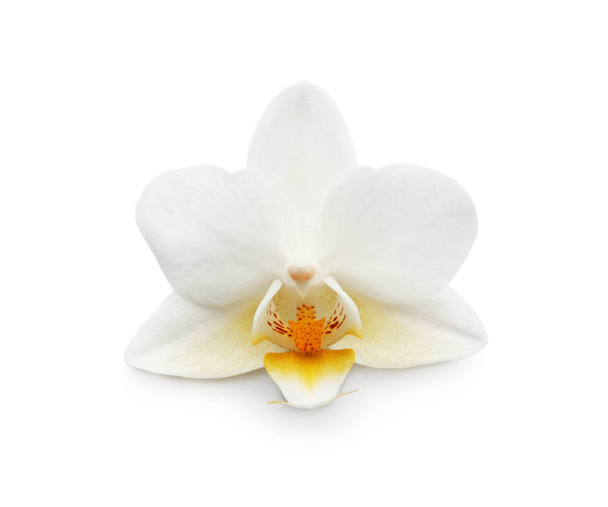 Beautiful orchid flower on white background - Photo, Image