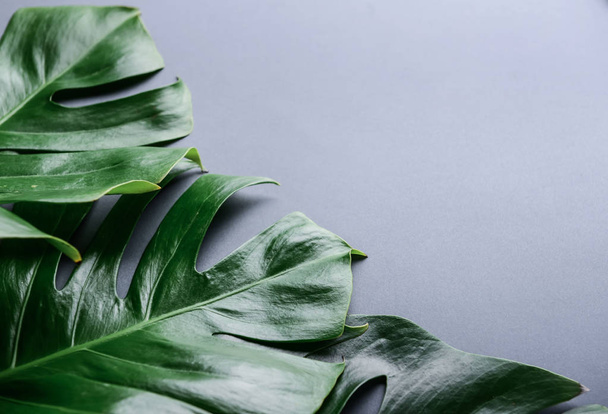 Green tropical leaves on color background - Foto, Bild
