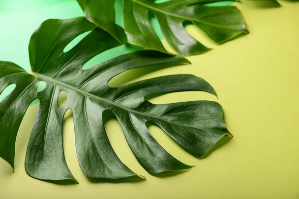 Тропічні листя на кольоровому фоні
 - Фото, зображення