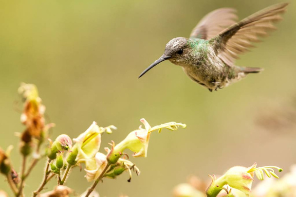 Hummingbird verde e bianco Amazzonia viridicauda, librarsi accanto al fiore, uccello dal Perù, bellissimo colibrì succhiare nettare dal fiore, scenario della fauna selvatica dalla natura
 - Foto, immagini