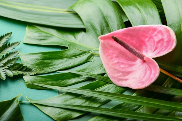 Красива квітка на зеленому тропічному листі
 - Фото, зображення